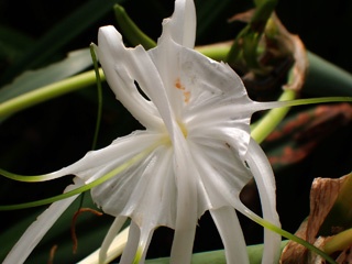Spider lily